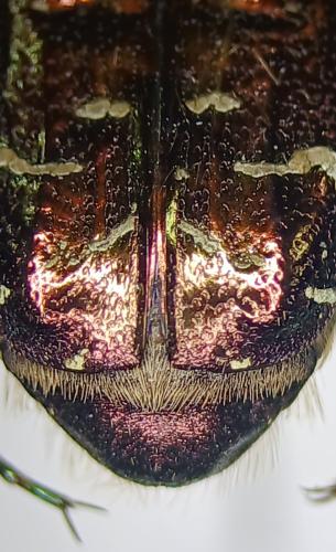 Réf. 355 059 : Cetonia aurata aurata
